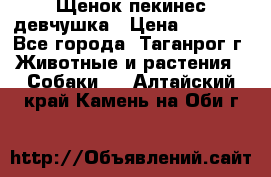 Щенок пекинес девчушка › Цена ­ 2 500 - Все города, Таганрог г. Животные и растения » Собаки   . Алтайский край,Камень-на-Оби г.